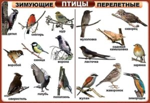 Үй, жабайы және сәндік құстардың суреттері бар кестелерді қоса алғанда, басып шығарылған нұсқаулықтар жинағы, «Құстар» үлестірме карточкаларының жинағы