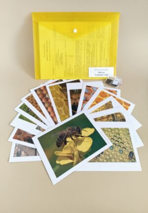Ара аппликациясының үлгісі. Ұя құрылымы