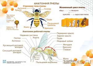 Ара шаруашылығына арналған оқу плакаттары, жинақ