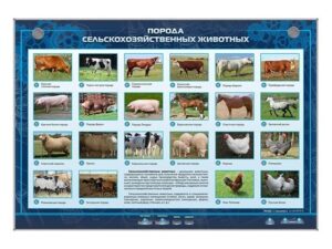 «Ауыл шаруашылығы жануарларының тұқымы» ақпараттық стенді